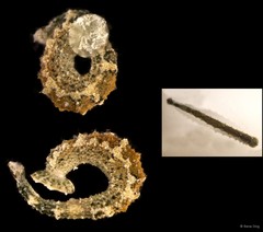 Hirudinea sp. "3"