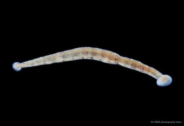 Hirudinea sp. "4" • © CMBS photography team • All Rights Reserved