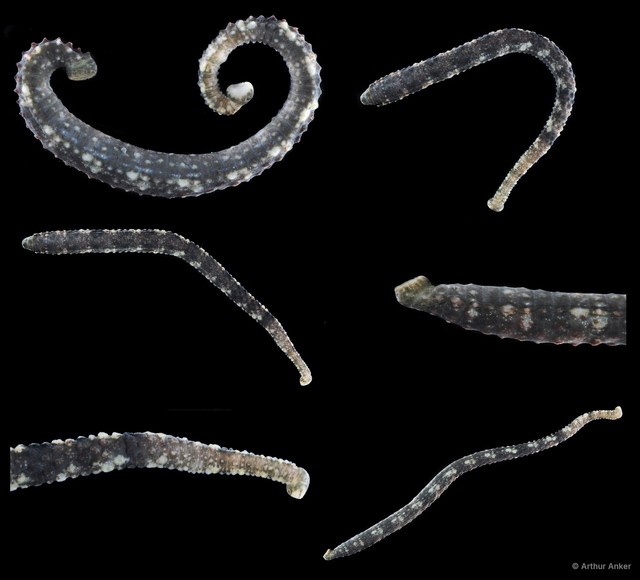 Hirudinea sp. "6" • © Arthur Anker • All Rights Reserved