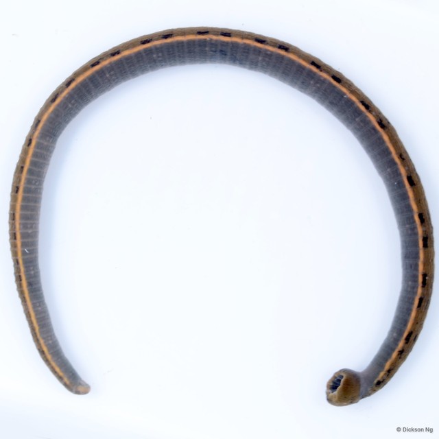 Hirudinidae sp. "2" • © Dickson Ng • All Rights Reserved