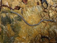 Pheretima darnleiensis