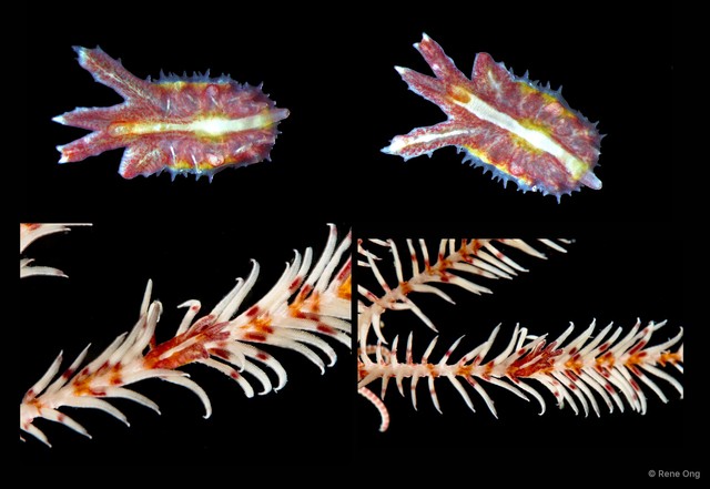 Myzostomida sp. "4913DR1-013-014A" • © Rene Ong • All Rights Reserved