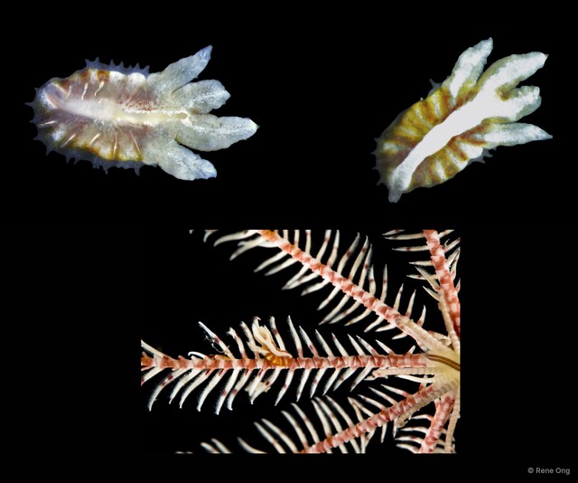 Myzostomida sp. "4913DR1-013-014B" • © Rene Ong • All Rights Reserved