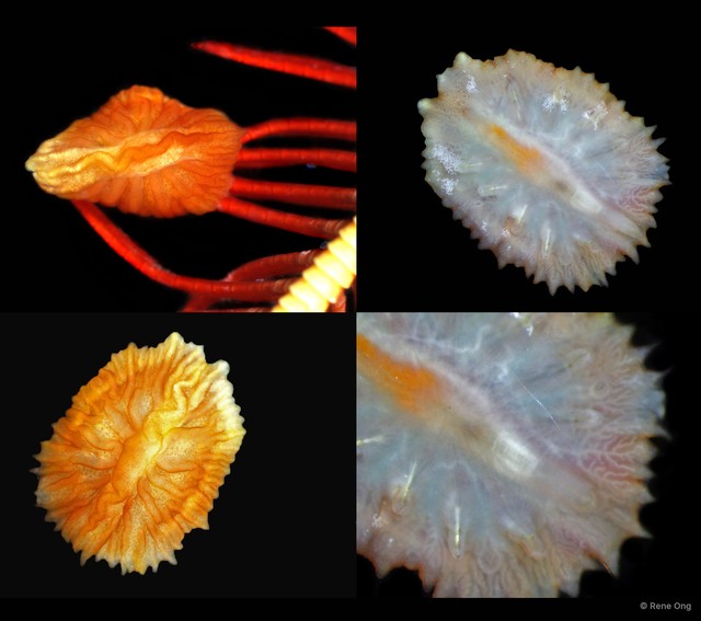 Myzostomida sp. "5113DR1-004" • © Rene Ong • All Rights Reserved