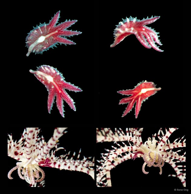 Myzostomida sp. "5113DR1-040" • © Rene Ong • All Rights Reserved