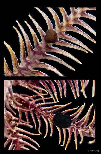 Myzostomida sp. "5114DR2-003-004" • © Rene Ong • All Rights Reserved