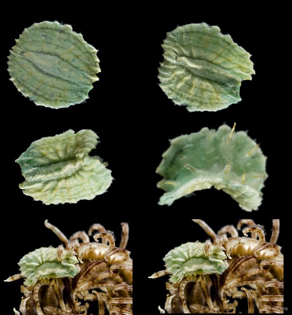 Myzostomida sp. "SS-1103" • © Rene Ong • All Rights Reserved