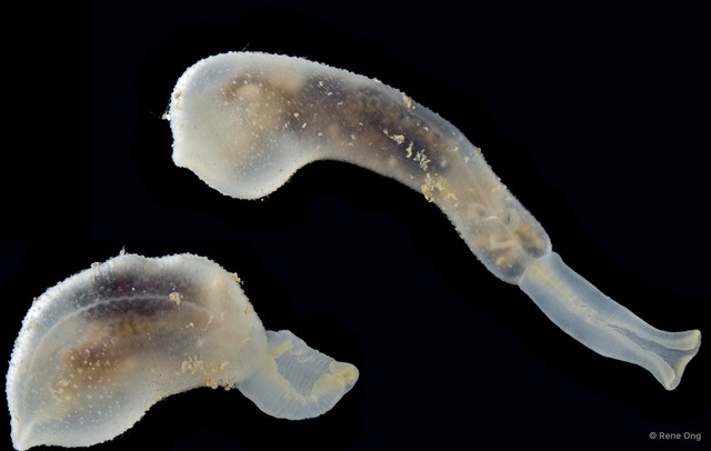 Echiura sp. "Spoon worm 1" • © Rene Ong • All Rights Reserved