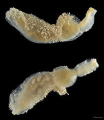 Echiura sp. "Spoon worm 3"