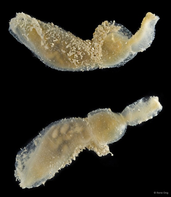 Echiura sp. "Spoon worm 3" • © Rene Ong • All Rights Reserved