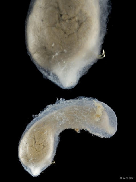 Echiura sp. "Spoon worm 4" • © Rene Ong • All Rights Reserved