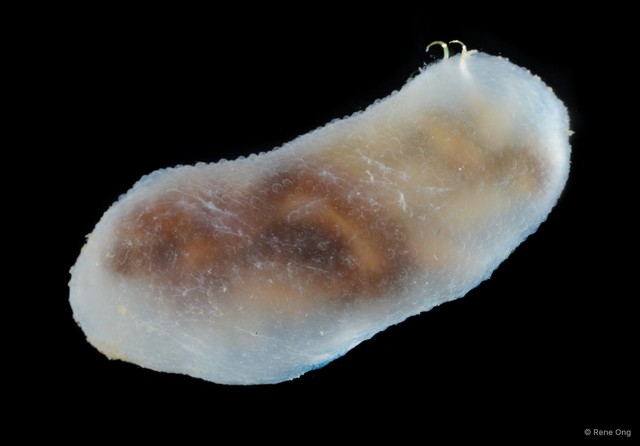 Echiura sp. "Spoon worm 5" • © Rene Ong • All Rights Reserved