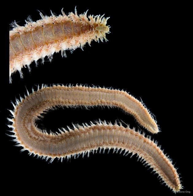 Amphinomidae sp. "11" • © Rene Ong • All Rights Reserved