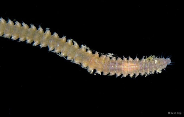 Amphinomidae sp. "cf. Pareurythoe 4413DR1-034" • © Rene Ong • All Rights Reserved