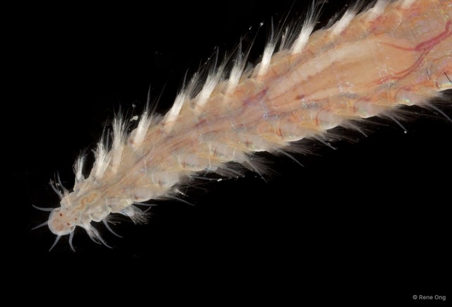Amphinomidae sp. "cf. Pareurythoe INT-0981" • © Rene Ong • All Rights Reserved