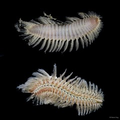 Chloeia sp. "9b932dc8" • © Rene Ong • All Rights Reserved