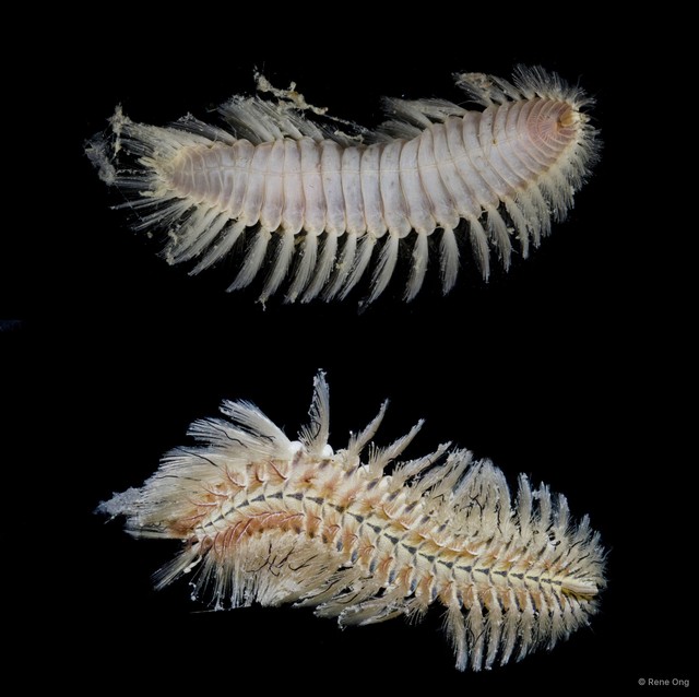 Chloeia sp. "9b932dc8" • © Rene Ong • All Rights Reserved