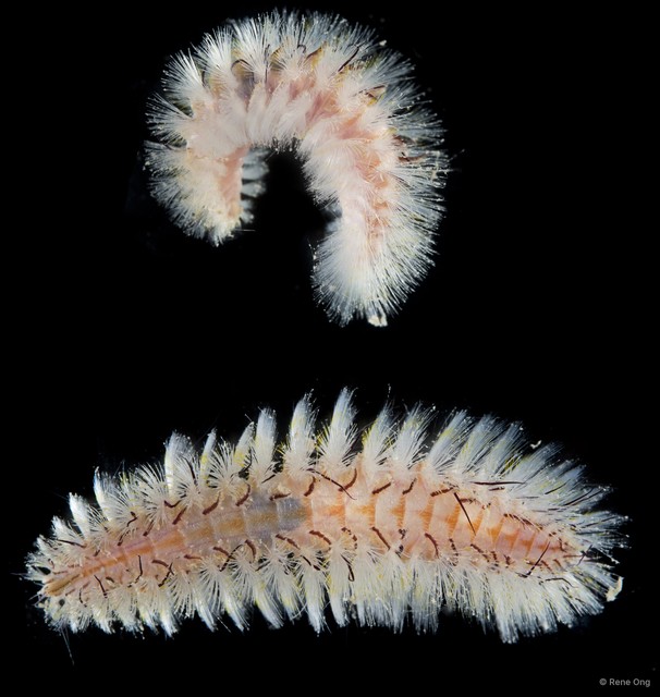 Chloeia sp. "cf. parva" • © Rene Ong • All Rights Reserved