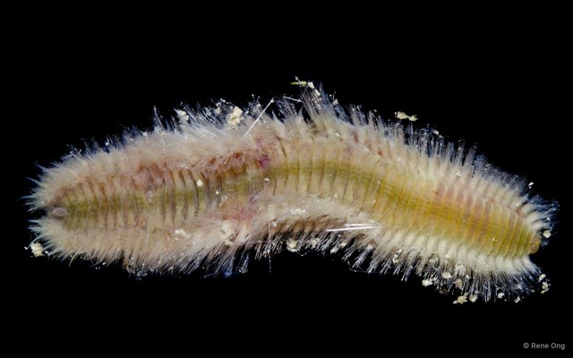 Eurythoe sp. "a6f50a54" • © Rene Ong • All Rights Reserved