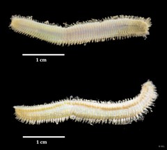 Eurythoe sp. "IP0133"