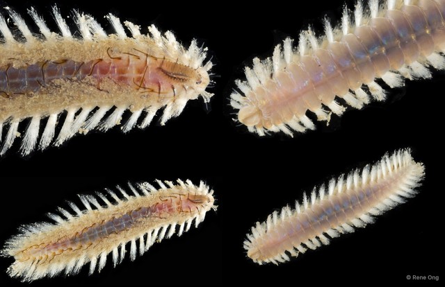 Notopygos sp. "SEA-2985" • © Rene Ong • All Rights Reserved