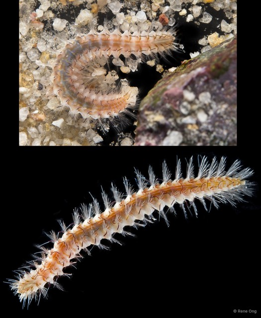 Notopygos sp. "SEA-9496" • © Rene Ong • All Rights Reserved