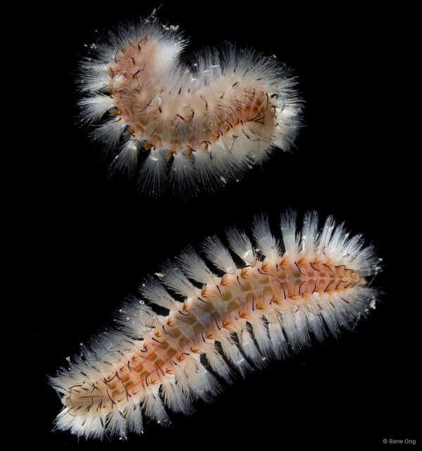 Notopygos sp. "SS-0202" • © Rene Ong • All Rights Reserved