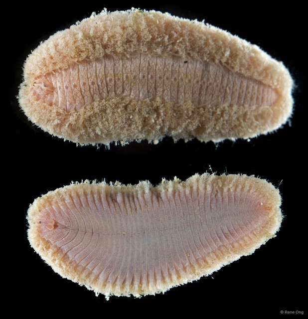 Notopygos sp. "SS-5124" • © Rene Ong • All Rights Reserved