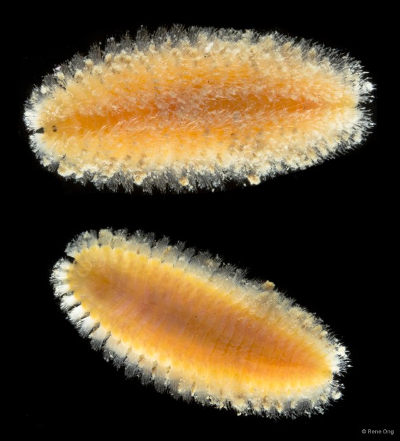 Euphrosinidae sp. "5" • © Rene Ong • All Rights Reserved