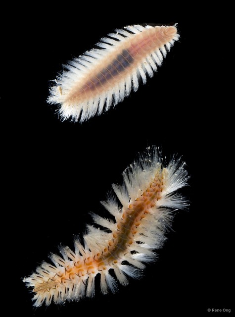 Euphrosine sp. "4913DR1-029" • © Rene Ong • All Rights Reserved