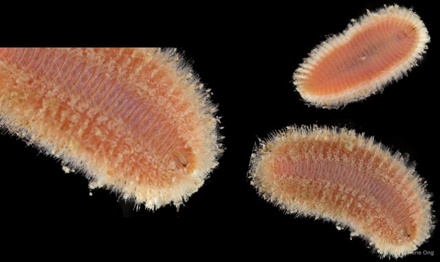 Euphrosine sp. "INT-0982" • © Rene Ong • All Rights Reserved