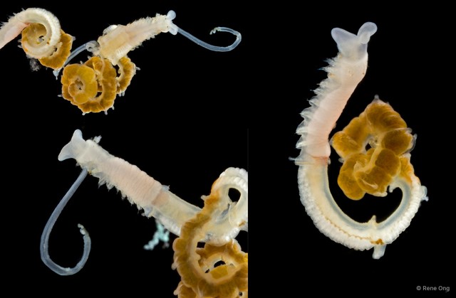 Chaetopteridae sp. "1" • © Rene Ong • All Rights Reserved