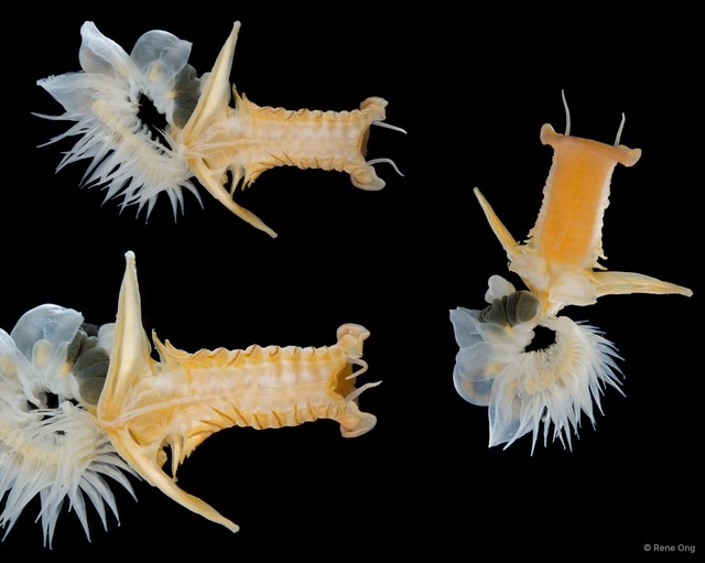 Chaetopterus sp. "SEA-4418" • © Rene Ong • All Rights Reserved