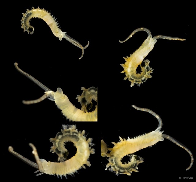 Phyllochaetopterus sp. "INT-0236" • © Rene Ong • All Rights Reserved
