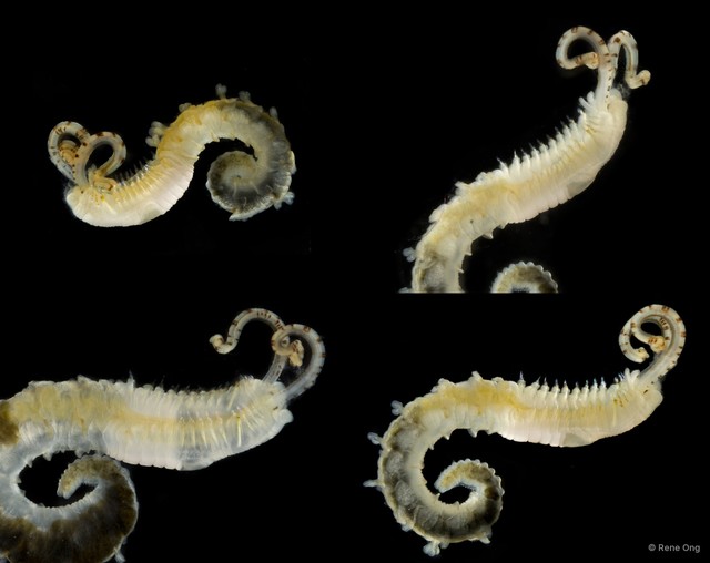 Phyllochaetopterus sp. "INT-0594" • © Rene Ong • All Rights Reserved