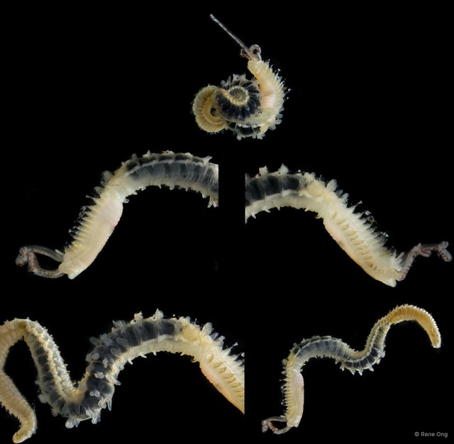 Phyllochaetopterus sp. "INT-0600" • © Rene Ong • All Rights Reserved