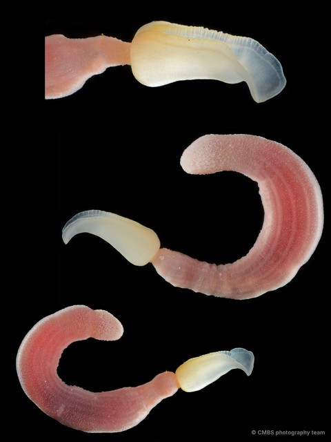 Ochetostoma erythrogrammon • © CMBS photography team • All Rights Reserved