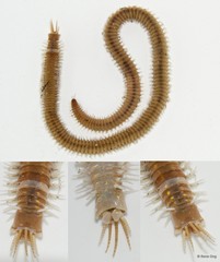 Eunicidae sp. "597f4fa7"