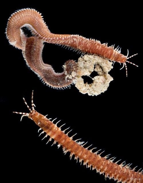 Eunicidae sp. "cf. Leodice INT-0466" • © Rene Ong • All Rights Reserved
