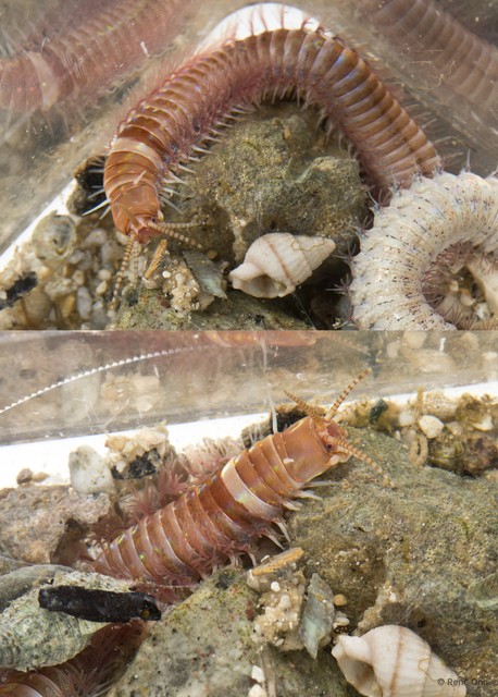 Eunicidae sp. "cf. Leodice INT-1020" • © Rene Ong • All Rights Reserved
