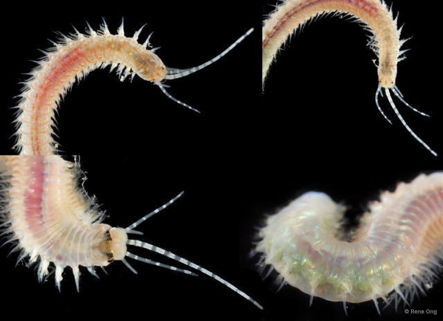 Eunicidae sp. "cf. Leodice SEA-6794" • © Rene Ong • All Rights Reserved