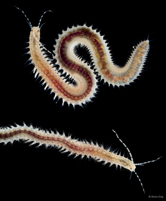 Eunicidae sp. "cf. Leodice SEA-9106" • © Rene Ong • All Rights Reserved