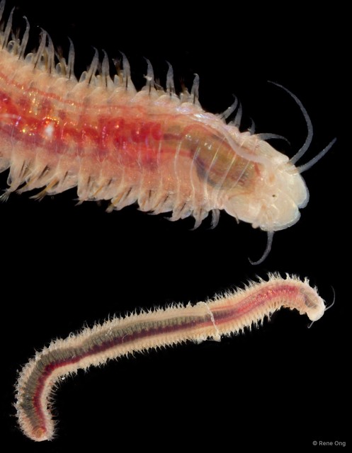 Eunicidae sp. "cf. Nicidion SEA-6430" • © Rene Ong • All Rights Reserved