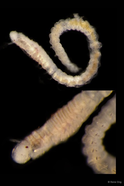 Eunicidae sp. "JS-0577" • © Rene Ong • All Rights Reserved