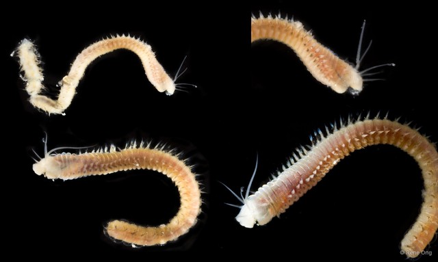Eunicidae sp. "SEA-0402" • © Rene Ong • All Rights Reserved