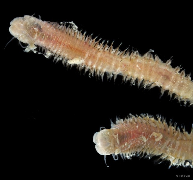 Eunice sp. "SS-0718" • © Rene Ong • All Rights Reserved