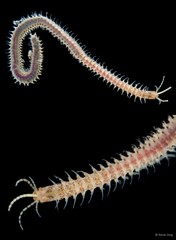Leodice sp. "ARM-0104"