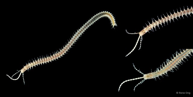 Leodice sp. "ARM-0312" • © Rene Ong • All Rights Reserved