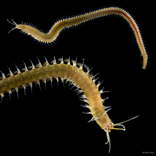 Leodice sp. "INT-0726" • © Rene Ong • All Rights Reserved