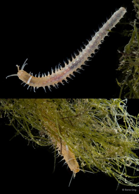 Leodice sp. "SEA-3010" • © Rene Ong • All Rights Reserved